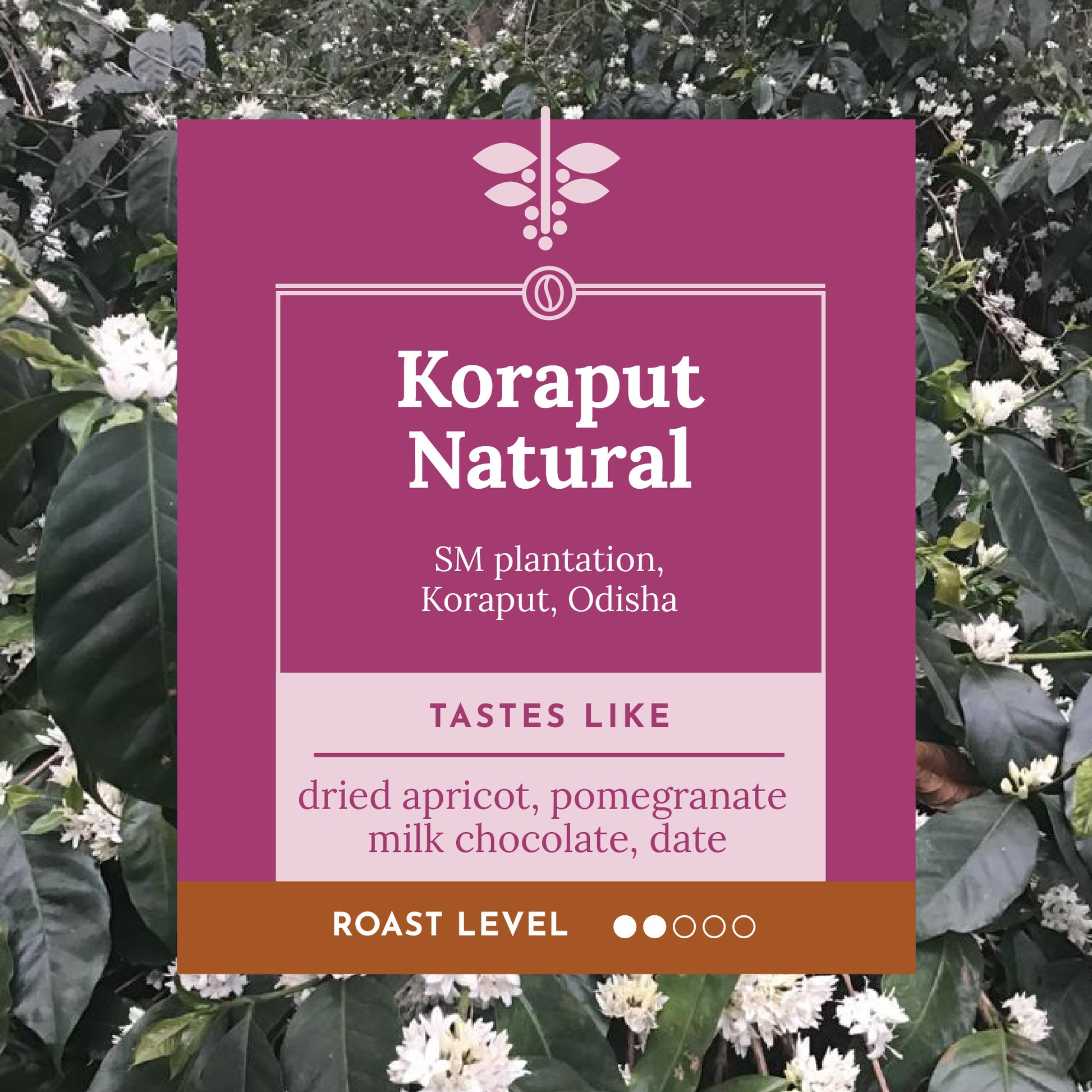 SM Plantation run by Satya Narayan Satapathy, boutique coffee farm in Koraput Odisha 