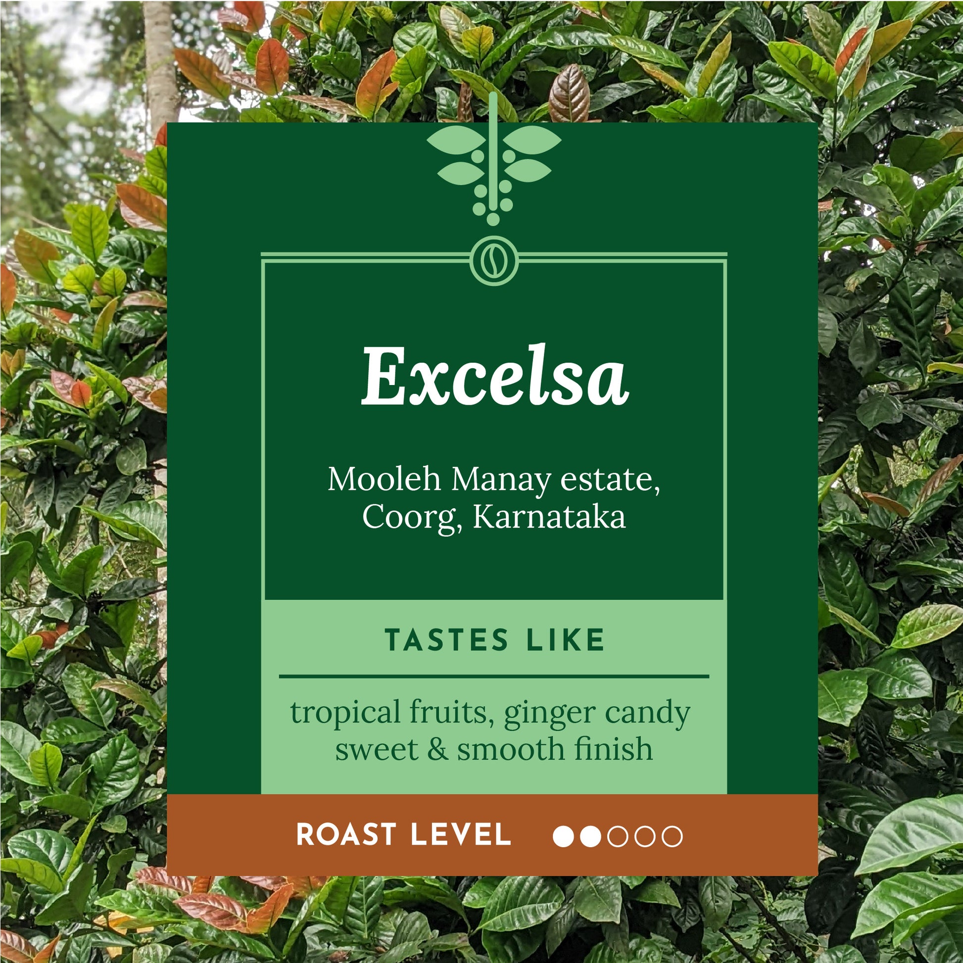 Single origin, Specialty Indian Coffee, Mooleh Manay Excelsa. Kaveri Special Release