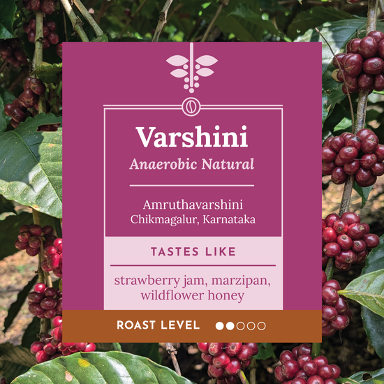Amruthavarshini San Ramon Natural. Single origin, Specialty Indian Coffee. Tasting notes include mixed berry jam, marzipan, wildflower honey, smooth and balanced cup, harmonious blend of fruity and nutty sweetness.