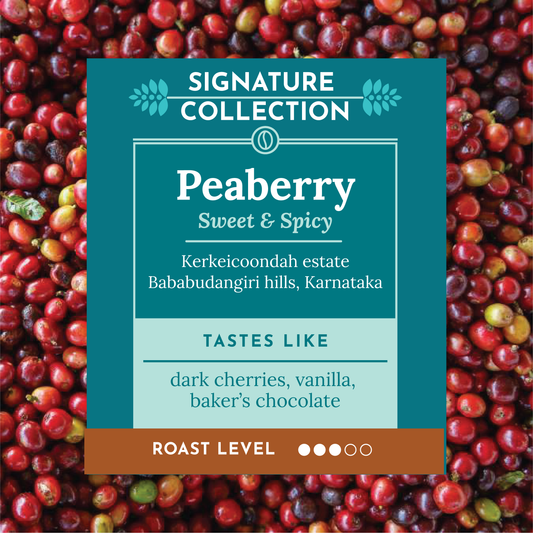 A coffee label card for 'Signature Collection' Peaberry Sweet & Spicy, set against a background of fresh red coffee cherries. The label features a dark teal background with white text and a light teal banner below, with a brown bar at the bottom indicating roast level.